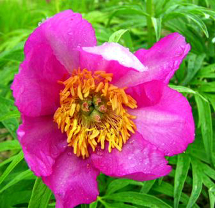 Foto Paeonia anomala - 