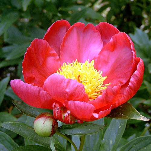 Photos Paeonia lactiflora - Chinese peony