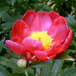 Photos Paeonia lactiflora