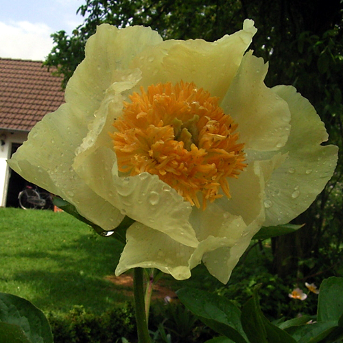 Photos Paeonia lactiflora - Chinese peony