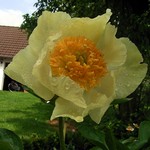 Photos Paeonia lactiflora