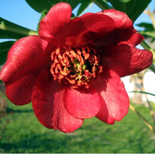 Photos Paeonia delavayi - Chinese peony