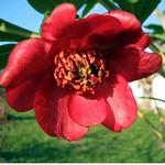 Photos Paeonia delavayi