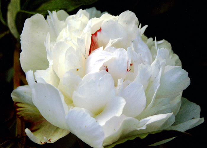 Fotos Paeonia officinalis - 