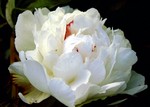 Photos Paeonia officinalis
