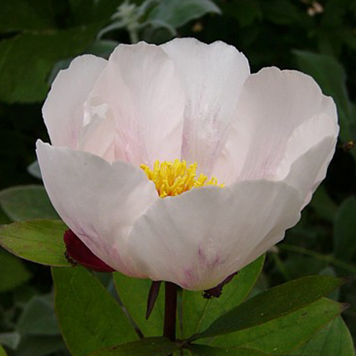 Fotos Paeonia lactiflora - 