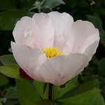 Photos Paeonia lactiflora