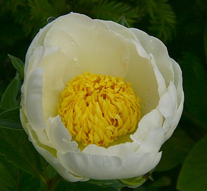 Foto Paeonia lactiflora - 