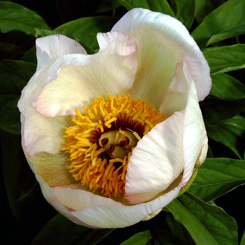 Photos Paeonia lactiflora - Chinese peony