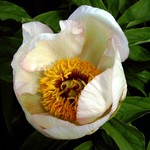 Photos Paeonia lactiflora