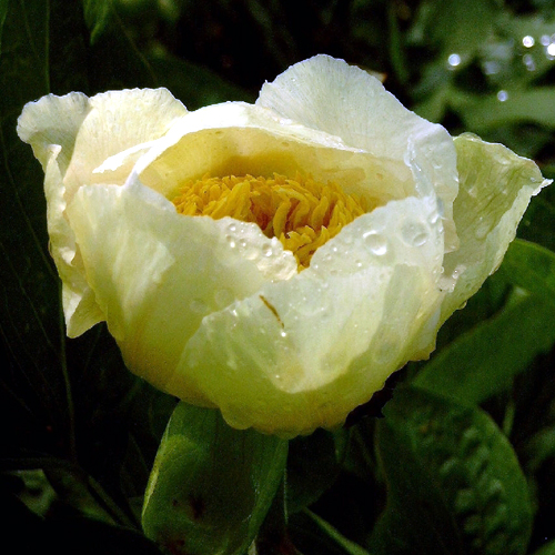 Photos Paeonia lactiflora - Chinese peony