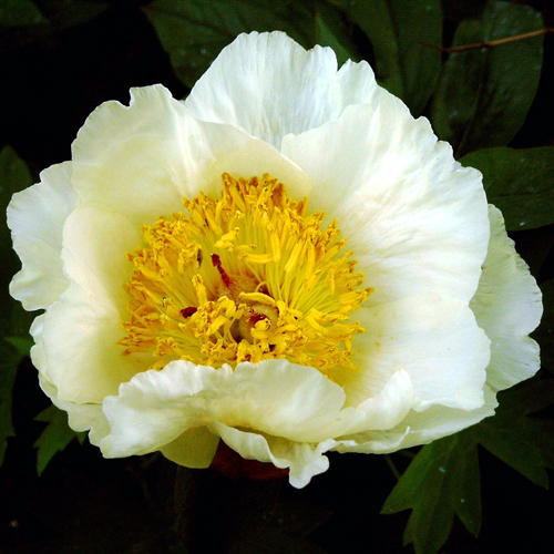 Photos Paeonia lactiflora - Chinese peony