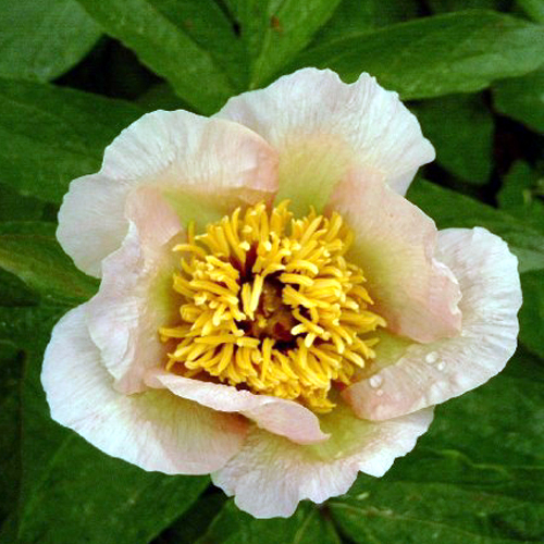 Photos Paeonia lactiflora - Chinese peony