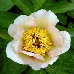 Photos Paeonia lactiflora
