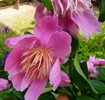 Photos Paeonia lactiflora