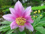 Photos Paeonia mairei