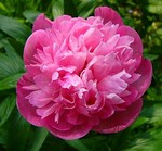 Photos Paeonia officinalis