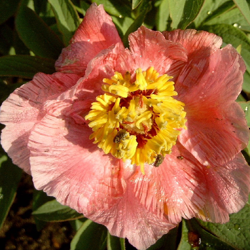 Photos Paeonia officinalis - Chinese peony