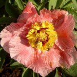 Photos Paeonia officinalis