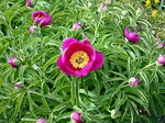 Photos Paeonia mascula