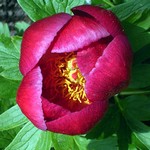 Photos Paeonia peregrina