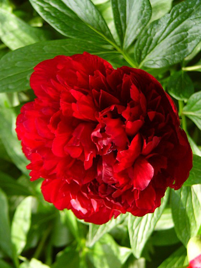 Photos Paeonia officinalis - Chinese peony