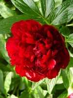 Photos Paeonia officinalis