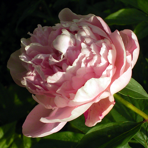Photos Paeonia lactiflora - Chinese peony