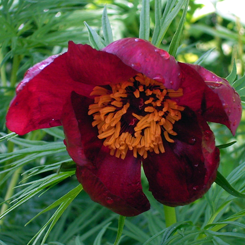 Photos Paeonia x smouthii - Chinese peony