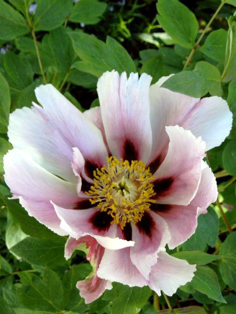 Photos Paeonia suffruticosa - moutan peony