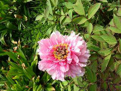 Photos Paeonia suffruticosa - moutan peony