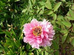 Photos Paeonia suffruticosa