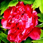 Photos Paeonia suffruticosa