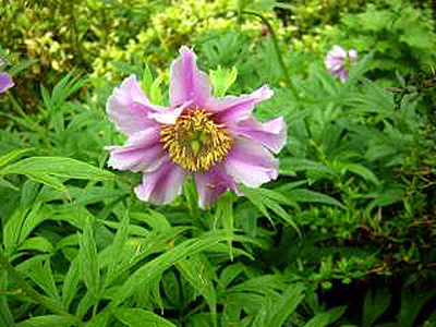 Photos Paeonia veitchii var. woodwardii - Chinese peony