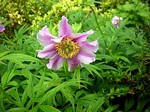 Photos Paeonia veitchii var. woodwardii