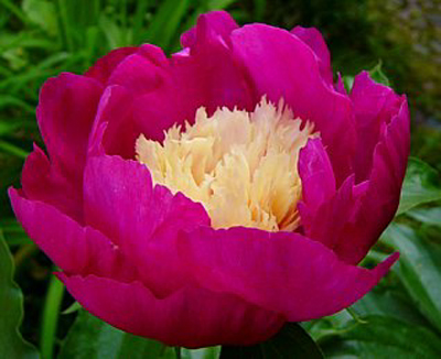 Photos Paeonia lactiflora - Chinese peony