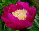 Photos Paeonia lactiflora