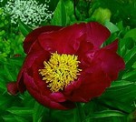 Photos Paeonia lactiflora