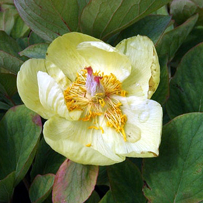 Fotos Paeonia mlokosewitschii - 