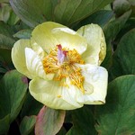Photos Paeonia mlokosewitschii