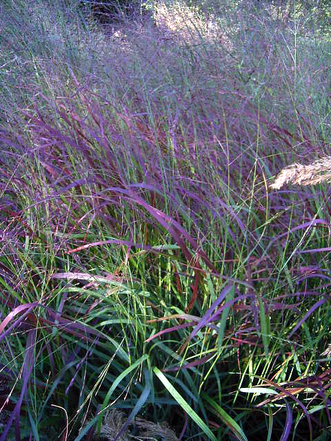 Photos Panicum virgatum - Witchgrass