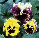 Annuali Viola tricolor