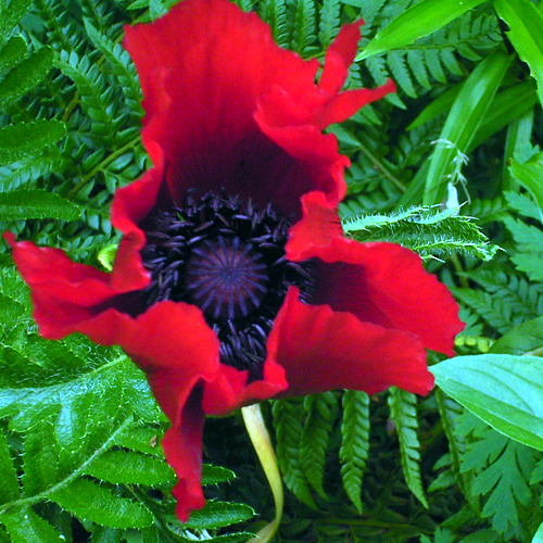 Photos Papaver orientale - Oriental poppy