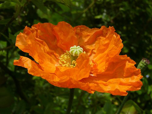 Fotos Papaver lateritium - 