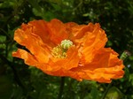 Photos Papaver lateritium