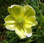 Photos Papaver fauriei
