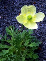 Foto Papaver miyabeanum