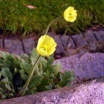 Photos Papaver fauriei