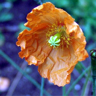 Photos Papaver nudicaule - 