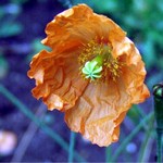 Photos Papaver croceum